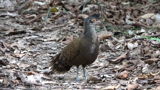 Malayan Peacock-Pheasant - ML646638670