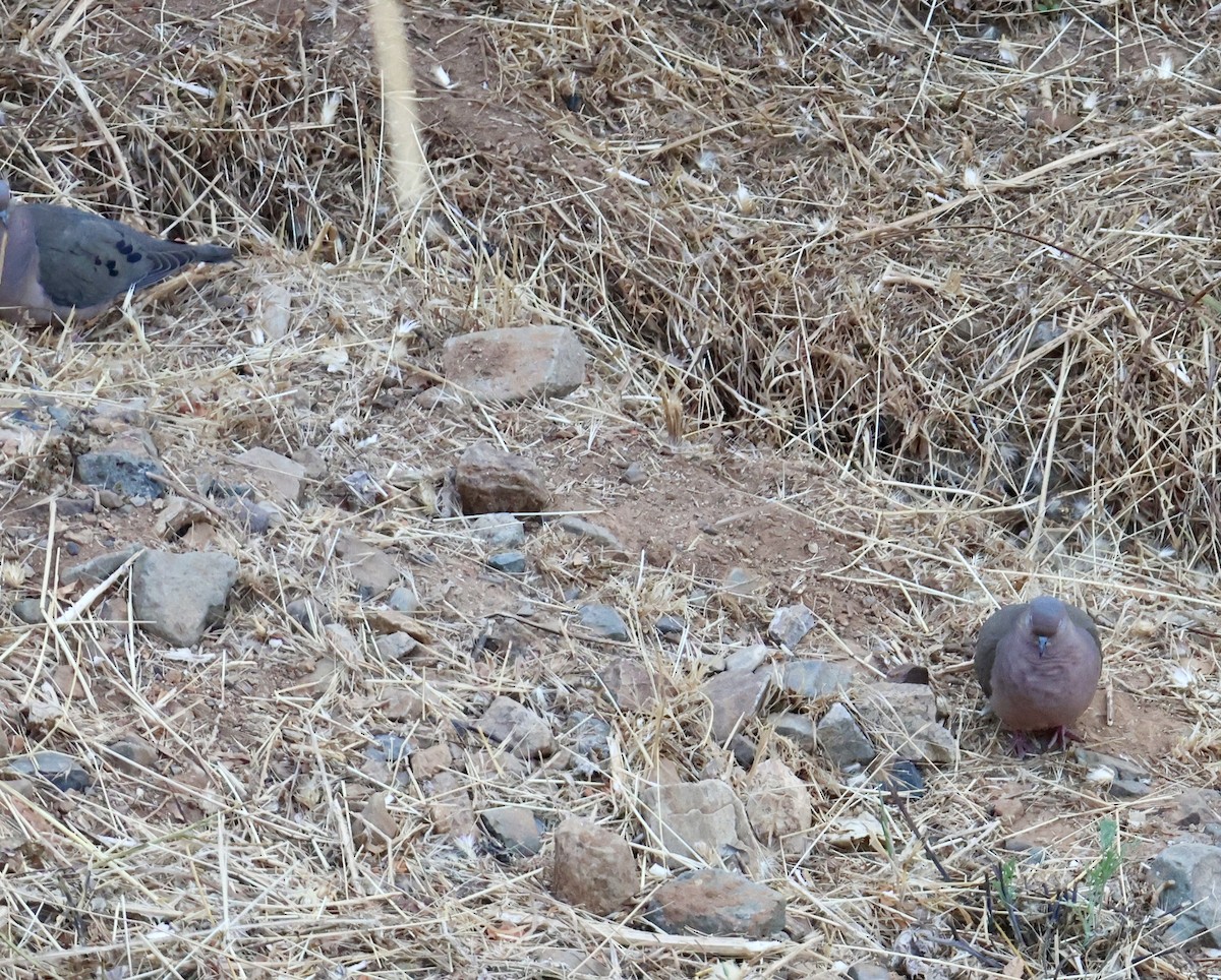 Eared Dove - ML646638671