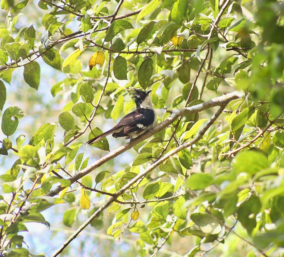 斑翅鳳頭鵑 - ML646638672