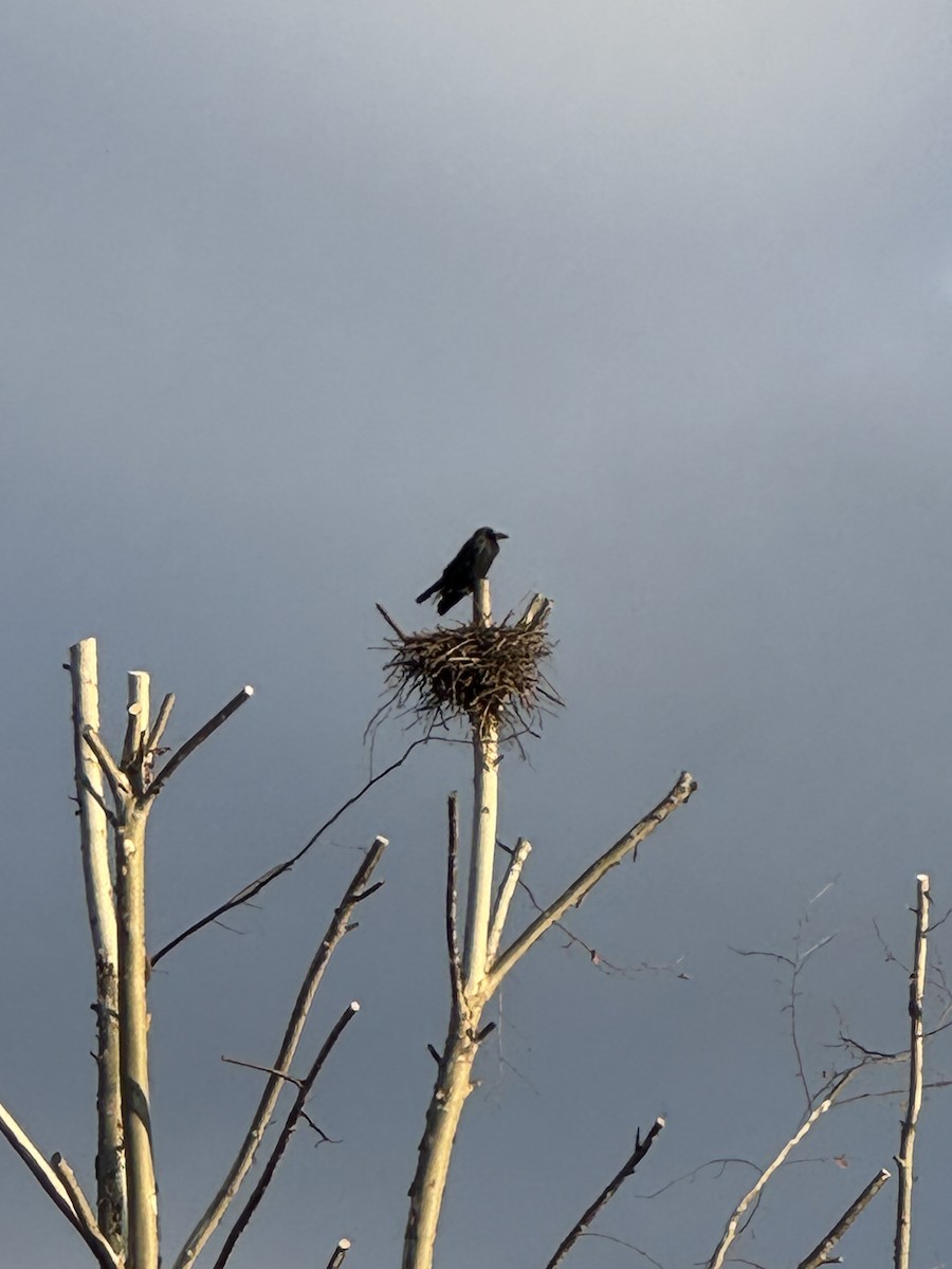 Large-billed Crow (Large-billed) - ML646638675
