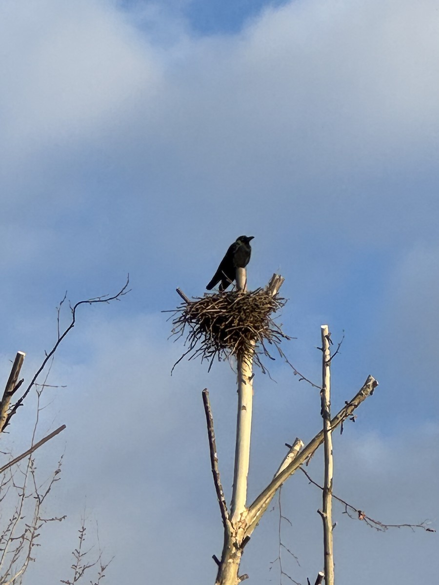 Large-billed Crow (Large-billed) - ML646638676