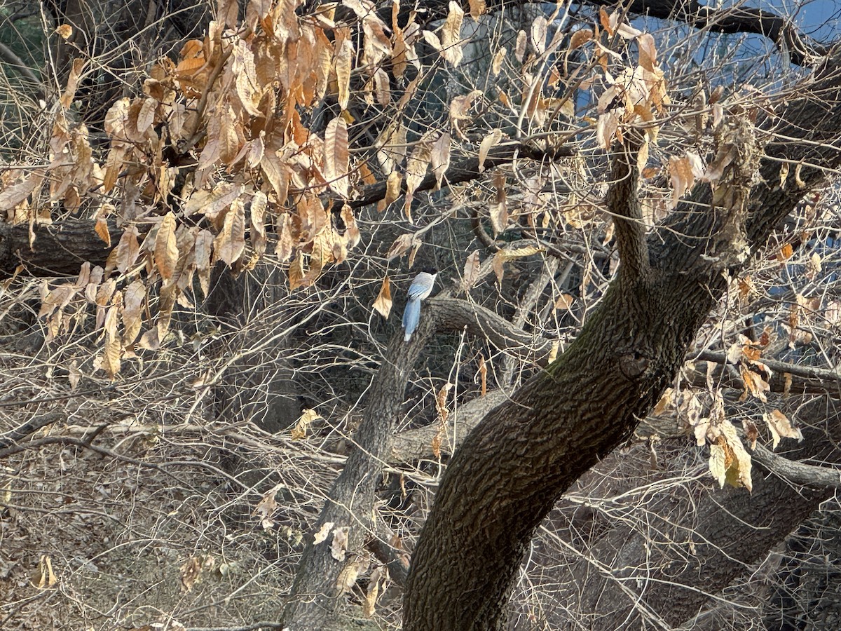 Azure-winged Magpie - ML646638678