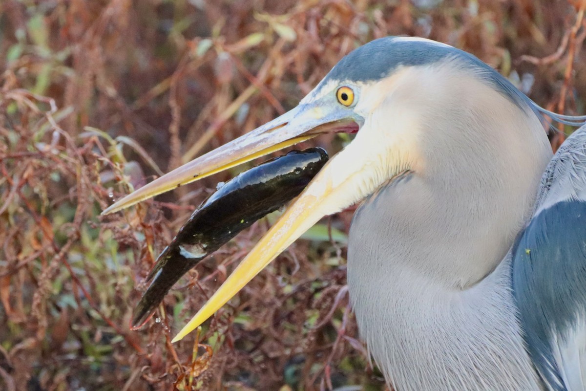 Grand Héron - ML646638681