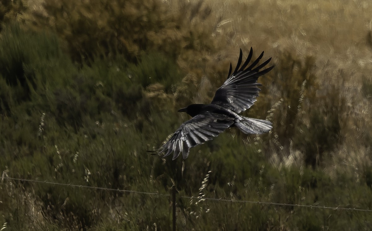 Kapkrähe - ML646638687