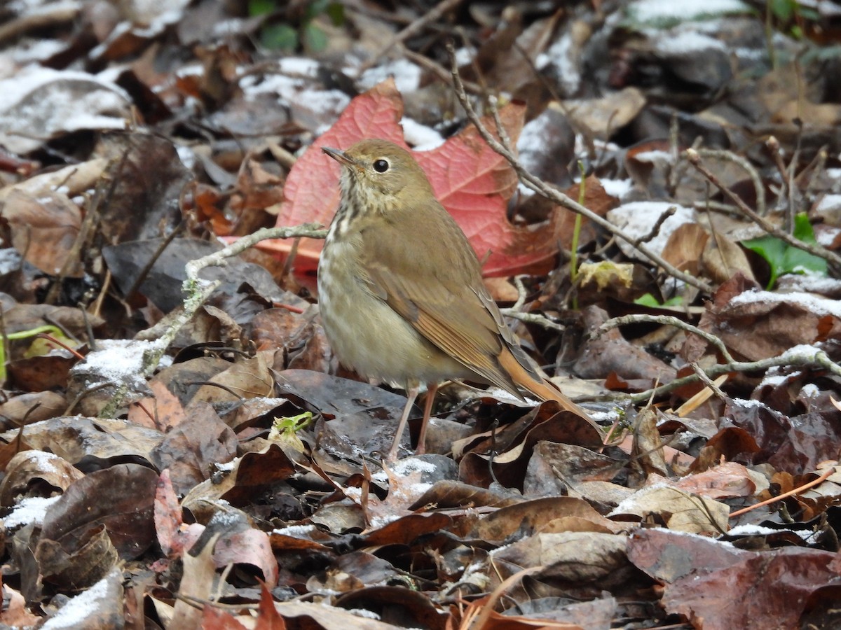 Hermit Thrush - ML646638695