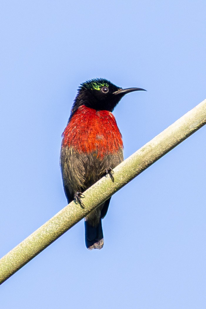 Van Hasselt's Sunbird - ML646638697