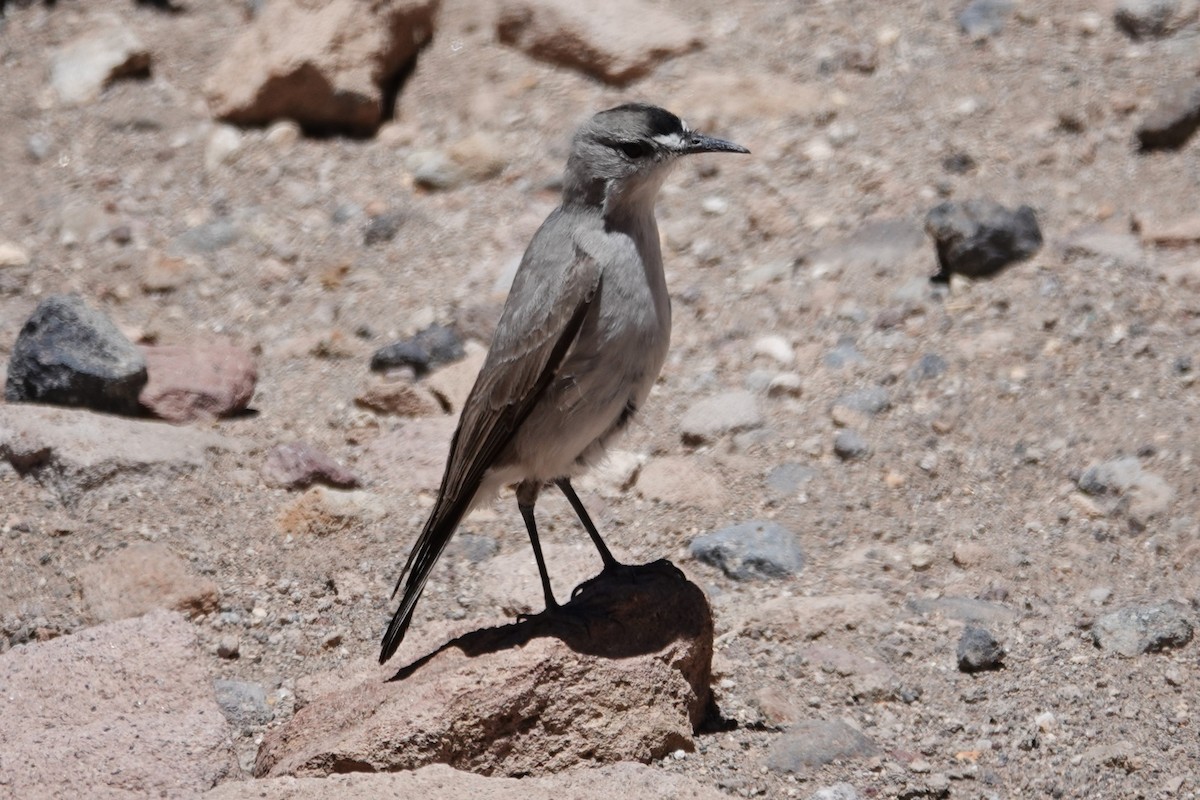Black-fronted Ground-Tyrant - ML646638710
