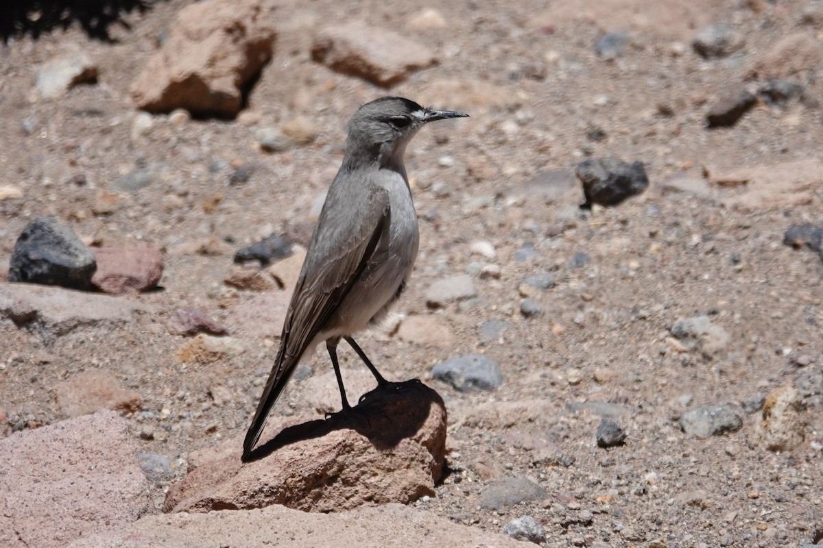 Black-fronted Ground-Tyrant - ML646638711