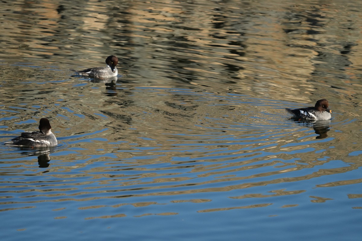 hohol severní - ML646638719