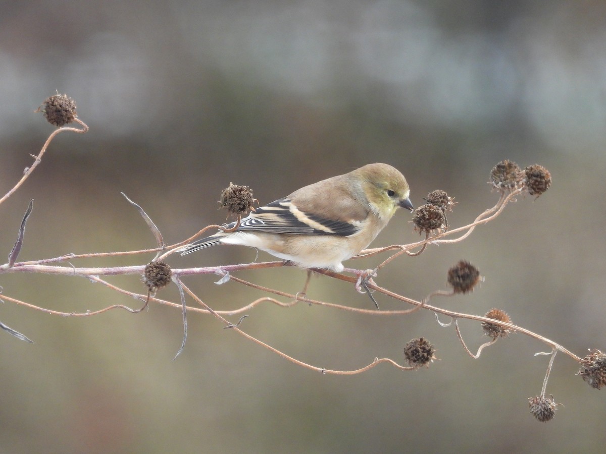 American Goldfinch - ML646638726