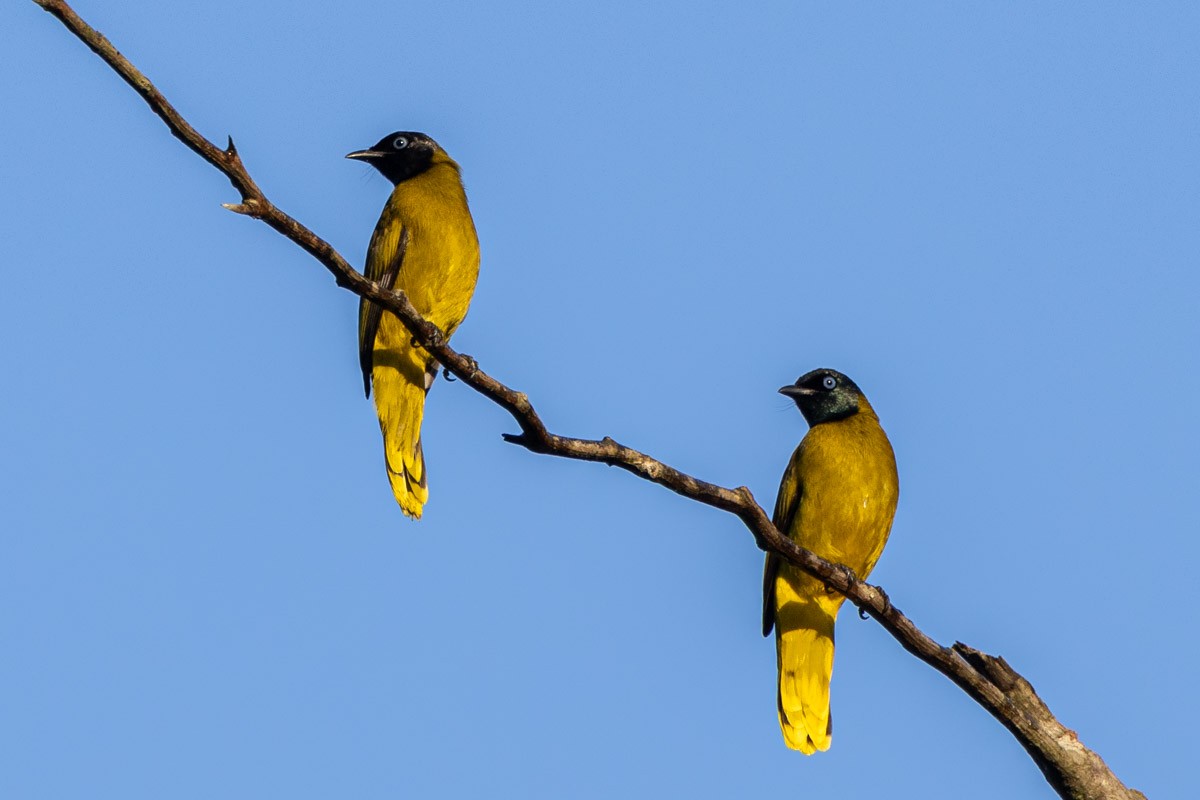 Black-headed Bulbul - ML646638738