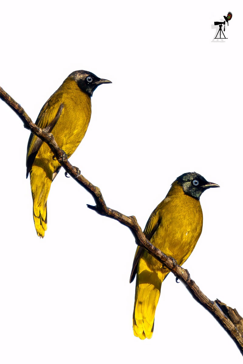 Black-headed Bulbul - ML646638739