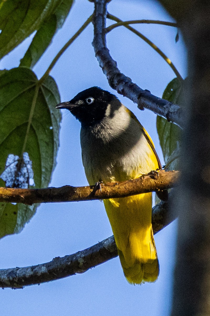Black-headed Bulbul - ML646638740