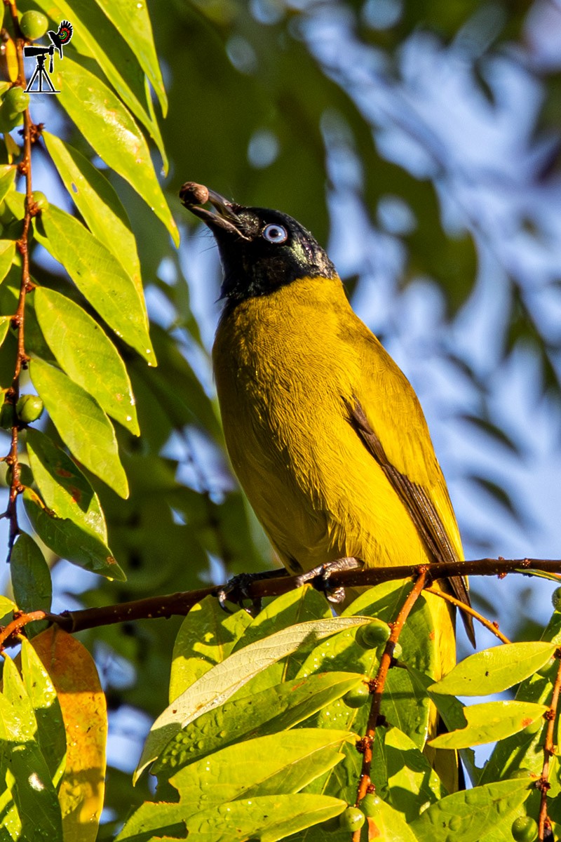 Black-headed Bulbul - ML646638741