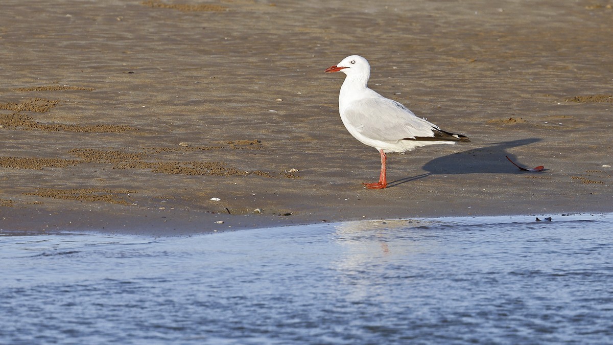 Silver Gull - ML646638744