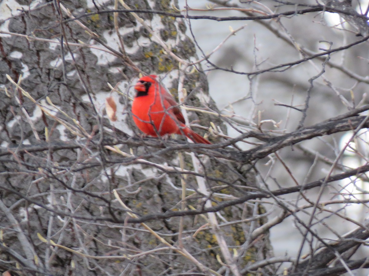 Rotkardinal - ML646638746