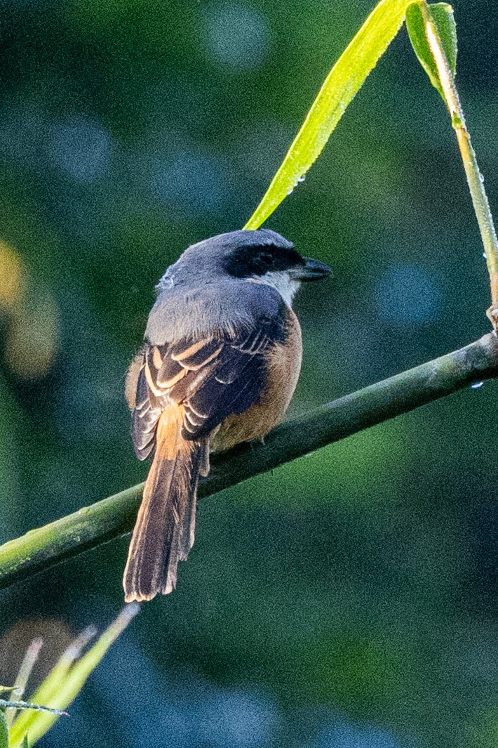 Tibetwürger - ML646638747