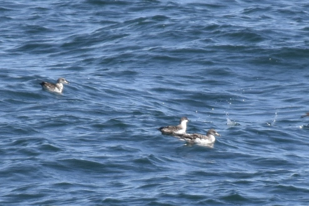 Berta boreale - ML646638749