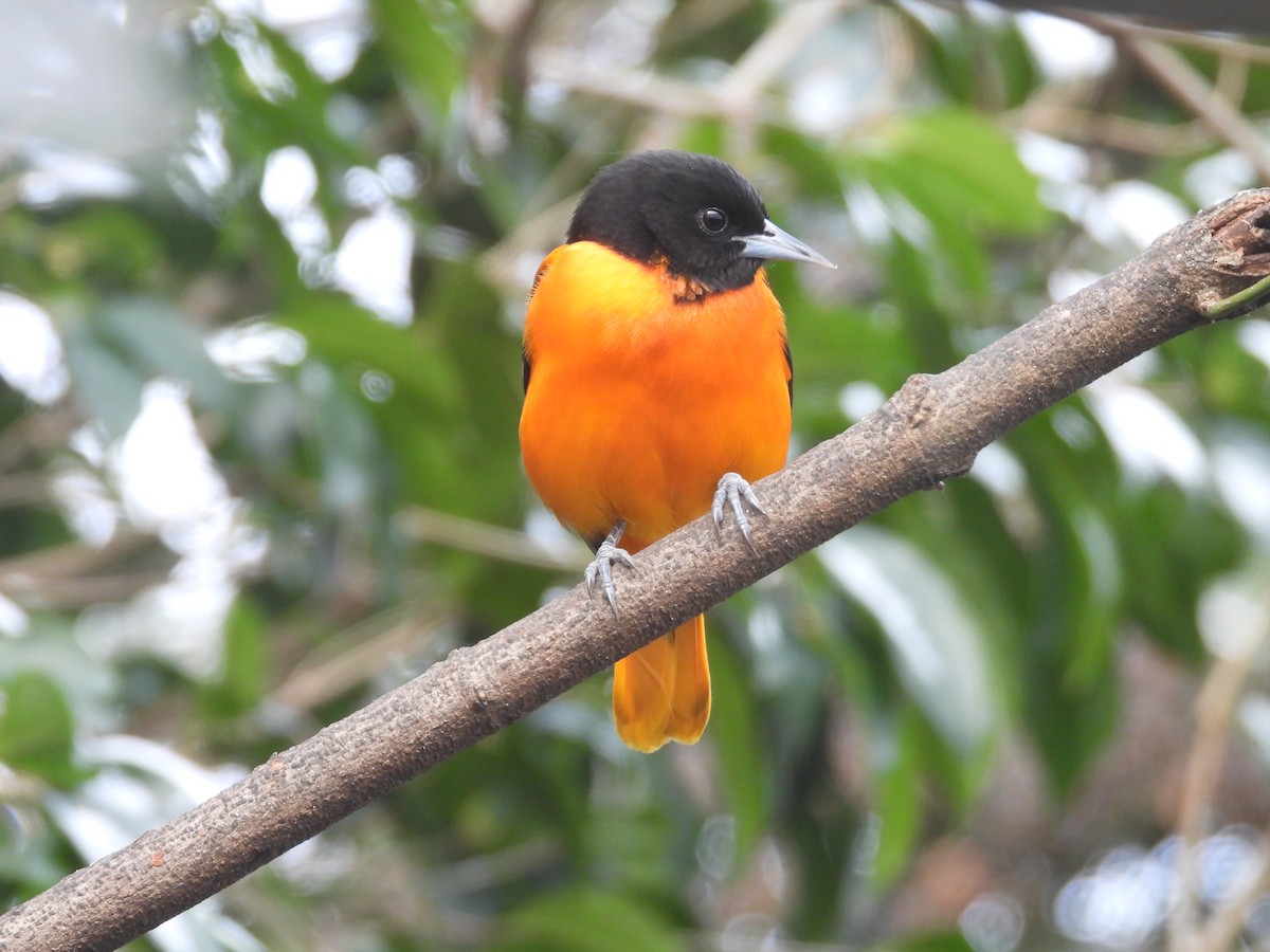 ボルチモアムクドリモドキ - ML646638750