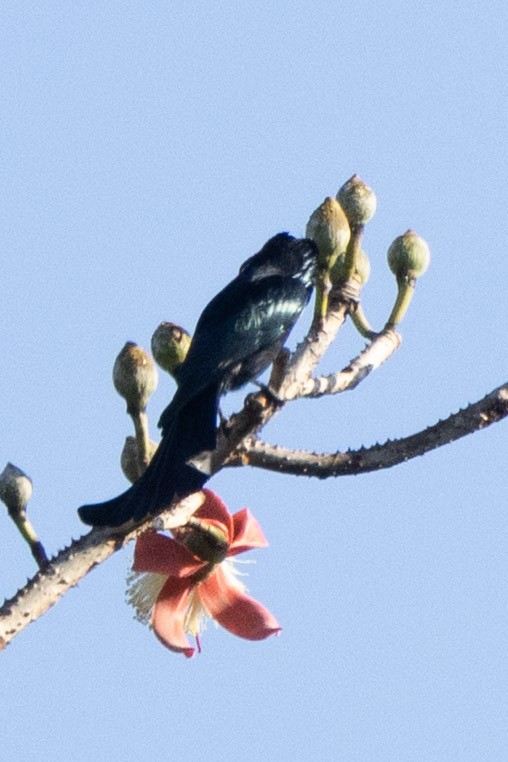 Hair-crested Drongo - ML646638755