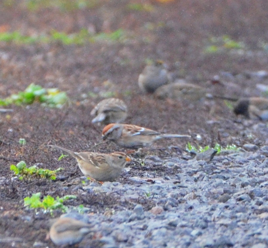 Animals - ML646638756