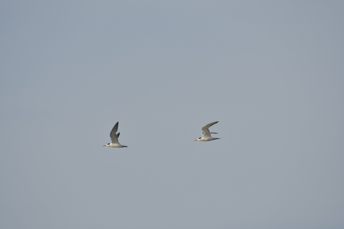 שחפית בנגלית - ML646638758