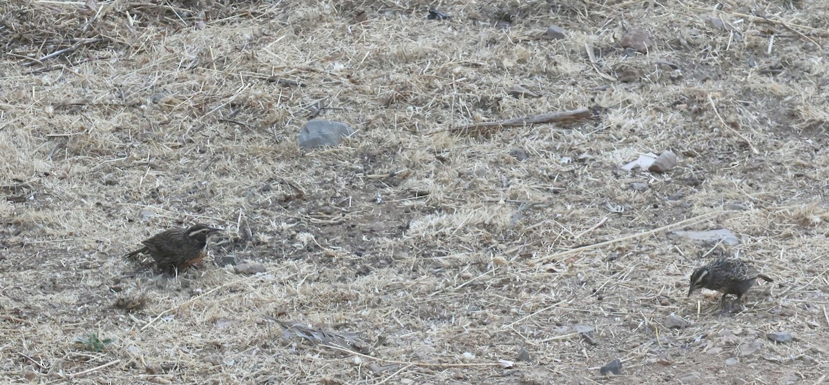 Long-tailed Meadowlark - ML646638759
