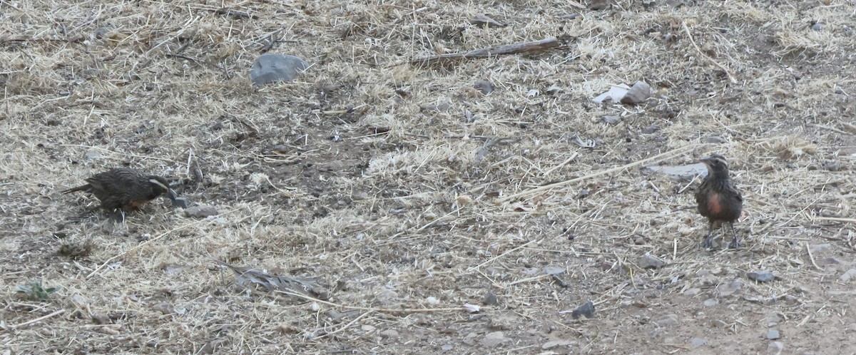 Long-tailed Meadowlark - ML646638760