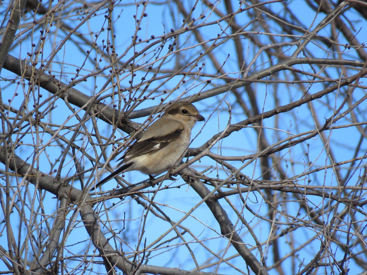 ťuhýk severní - ML646638768