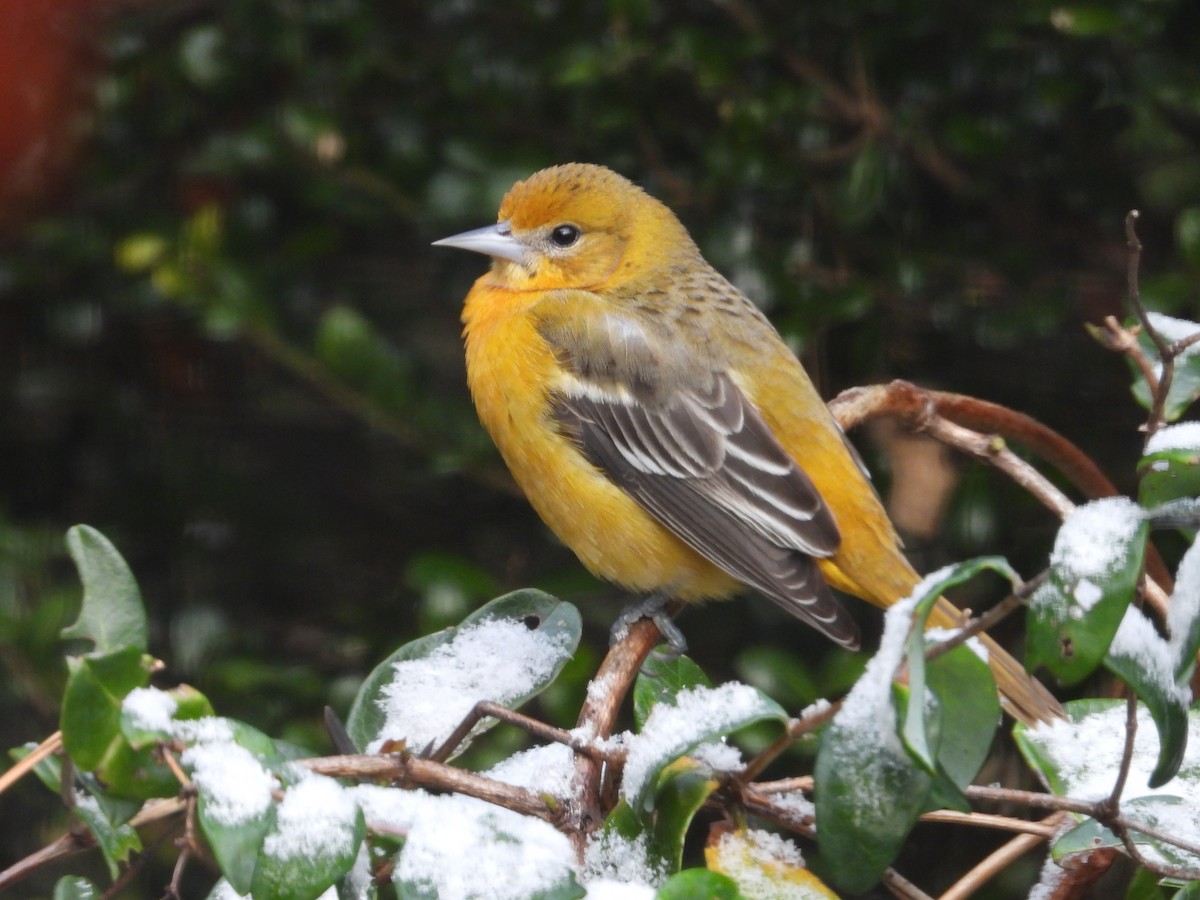 ボルチモアムクドリモドキ - ML646638769