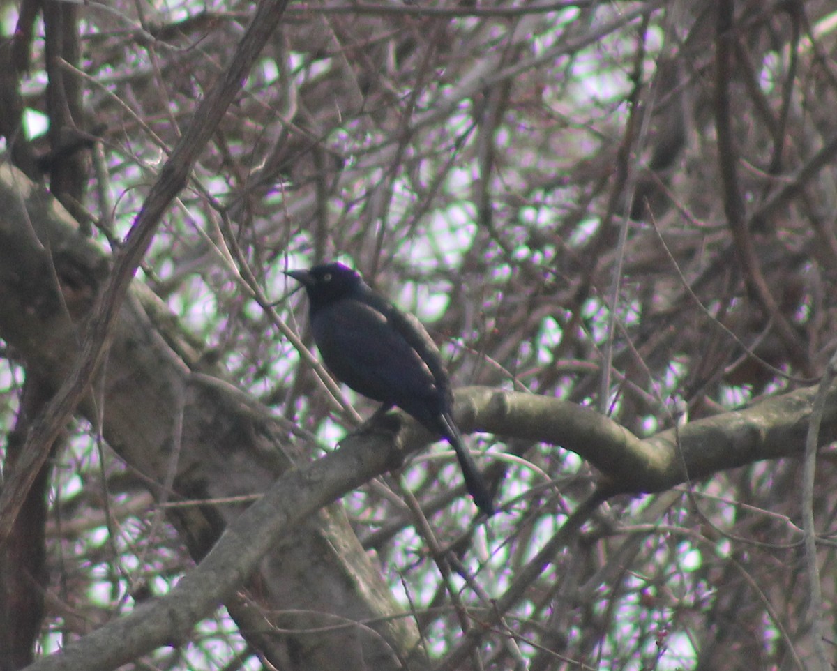 Common Grackle - ML646638771