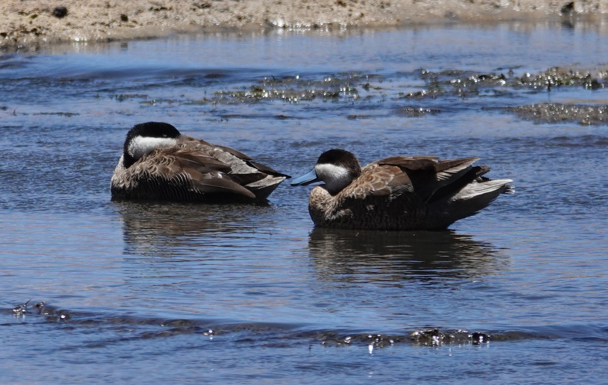 Puna Teal - ML646638772