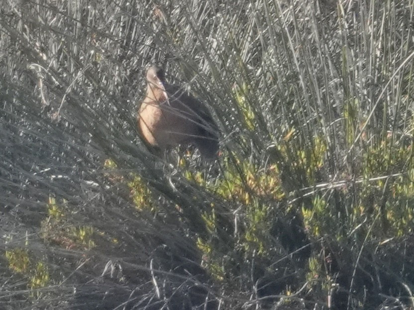 chřástal kalifornský - ML646638773