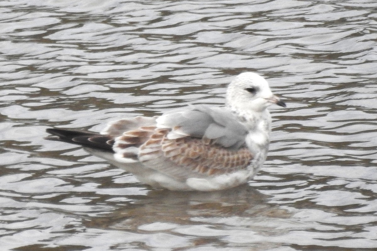 Gavina - ML646638779