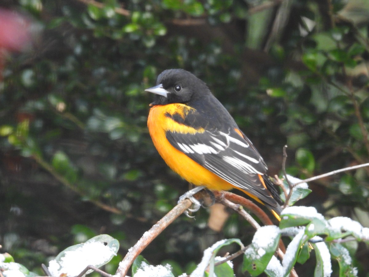 ボルチモアムクドリモドキ - ML646638781