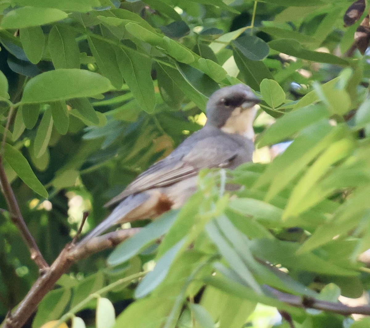 Diuca Finch - ML646638787