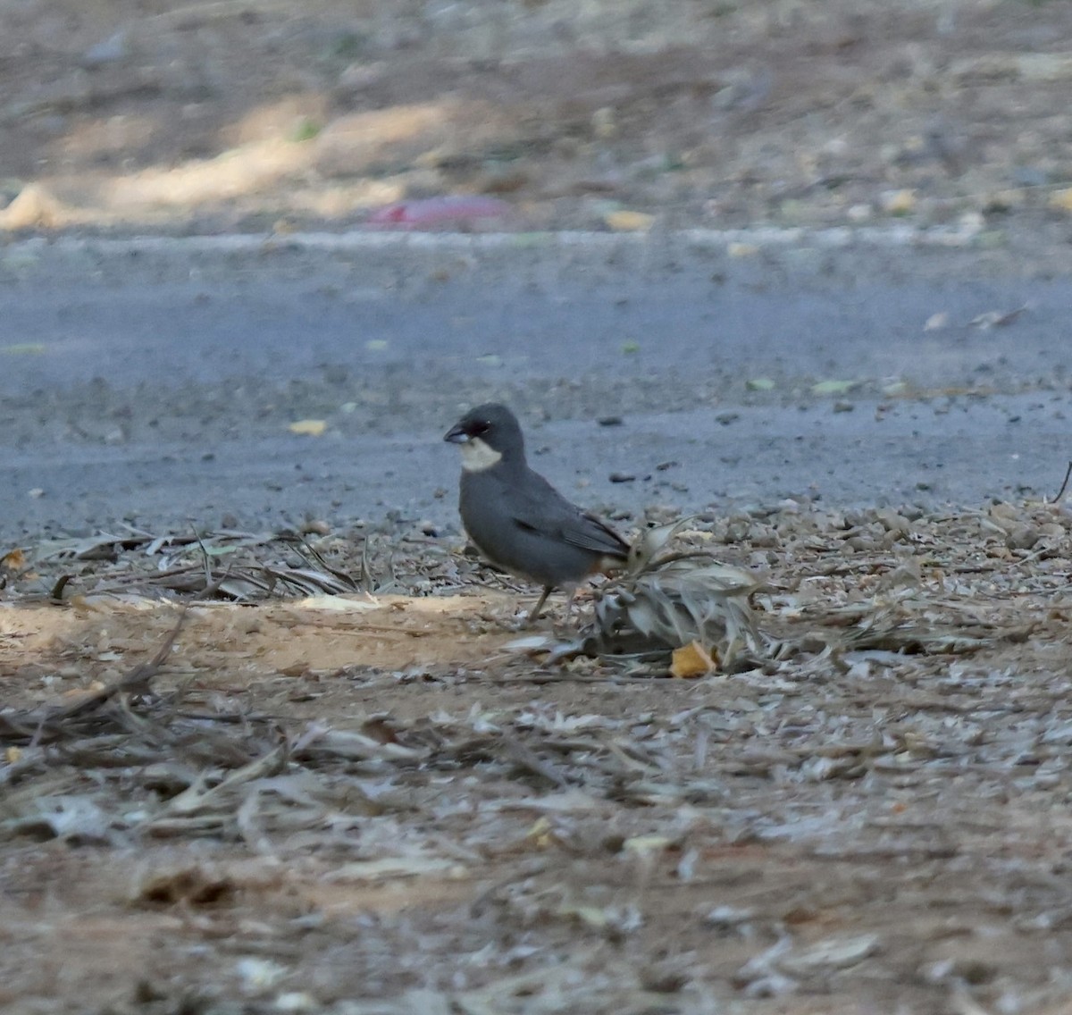 Diuca Finch - ML646638788