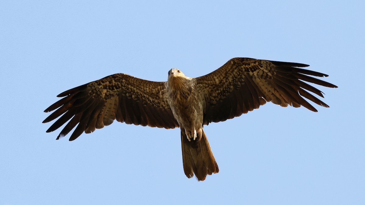 Whistling Kite - ML646638793