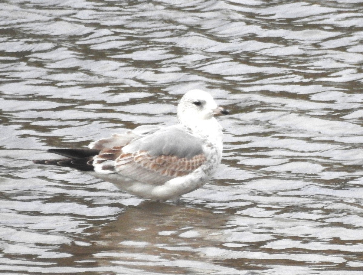 Gavina - ML646638796