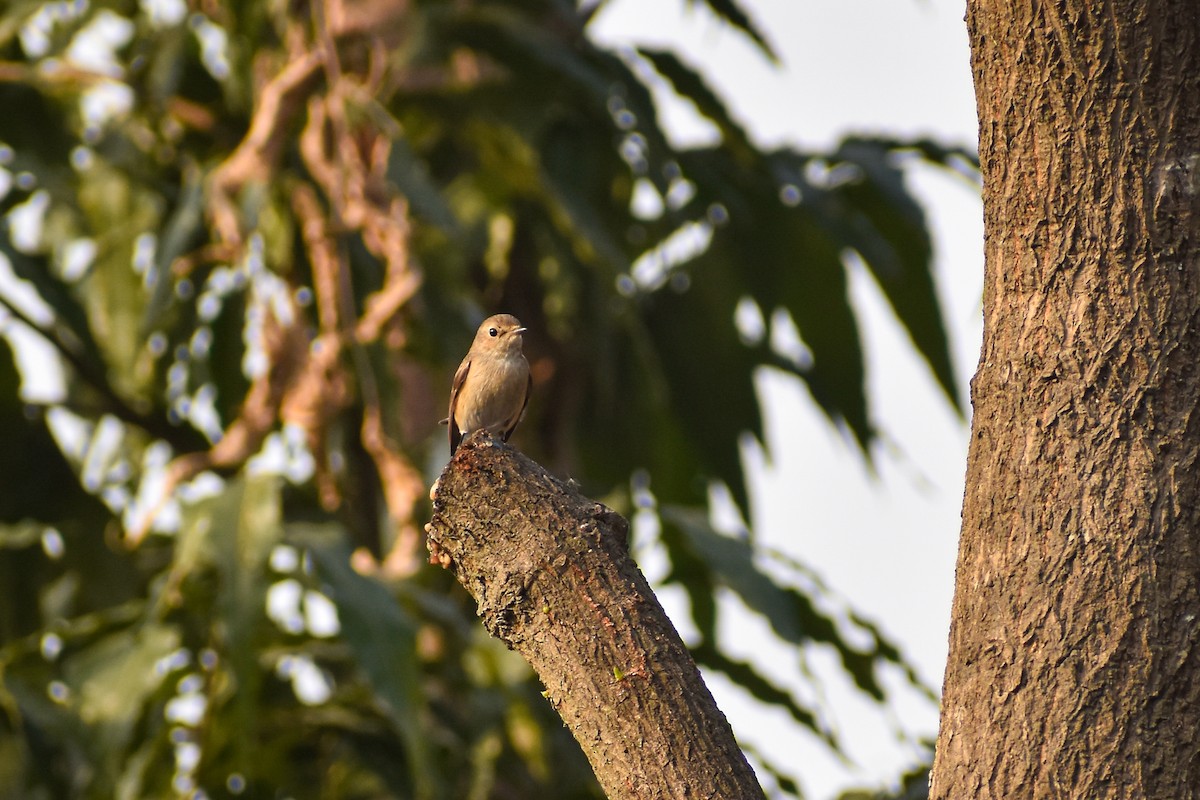 Taiga Flycatcher - ML646638799