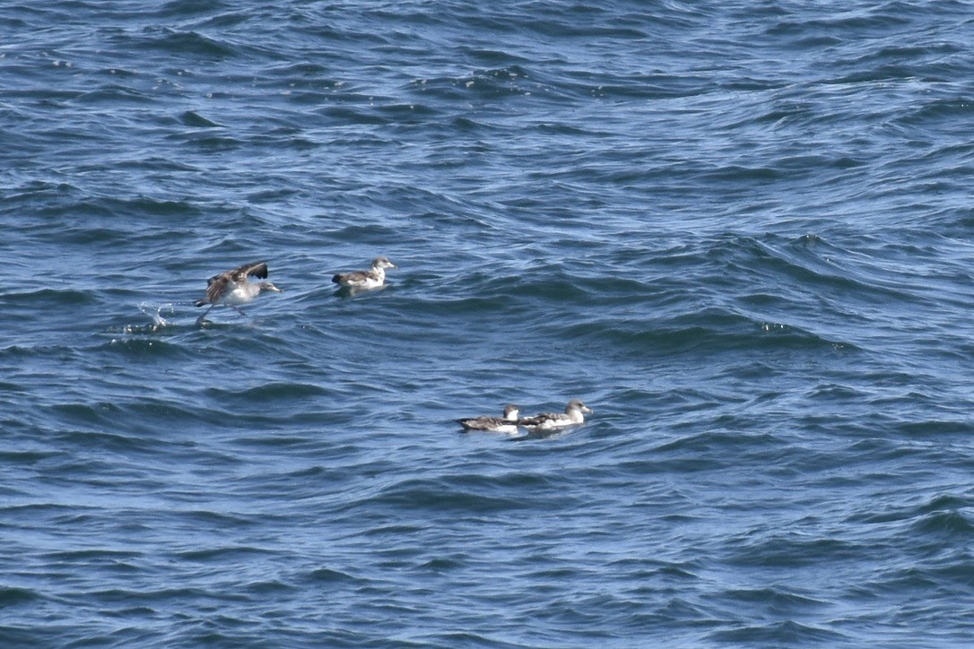 Berta boreale - ML646638804