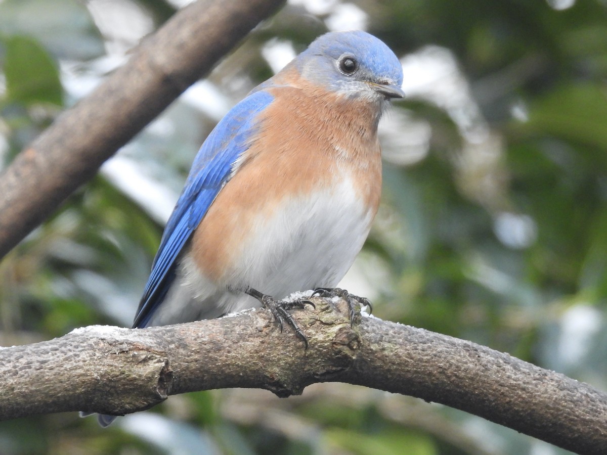 Eastern Bluebird - ML646638805