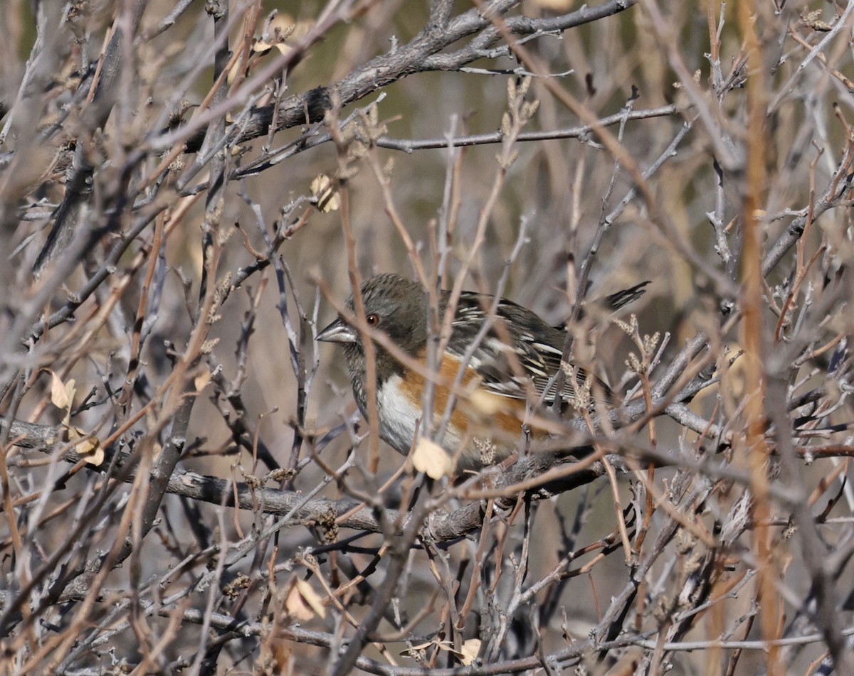 Spotted Towhee - ML646638806