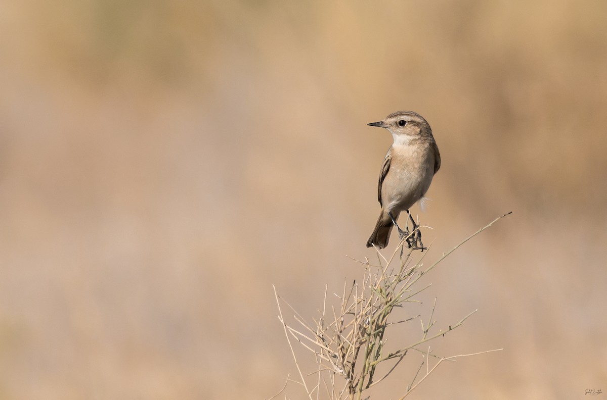 Tarier de Stoliczka - ML646638807