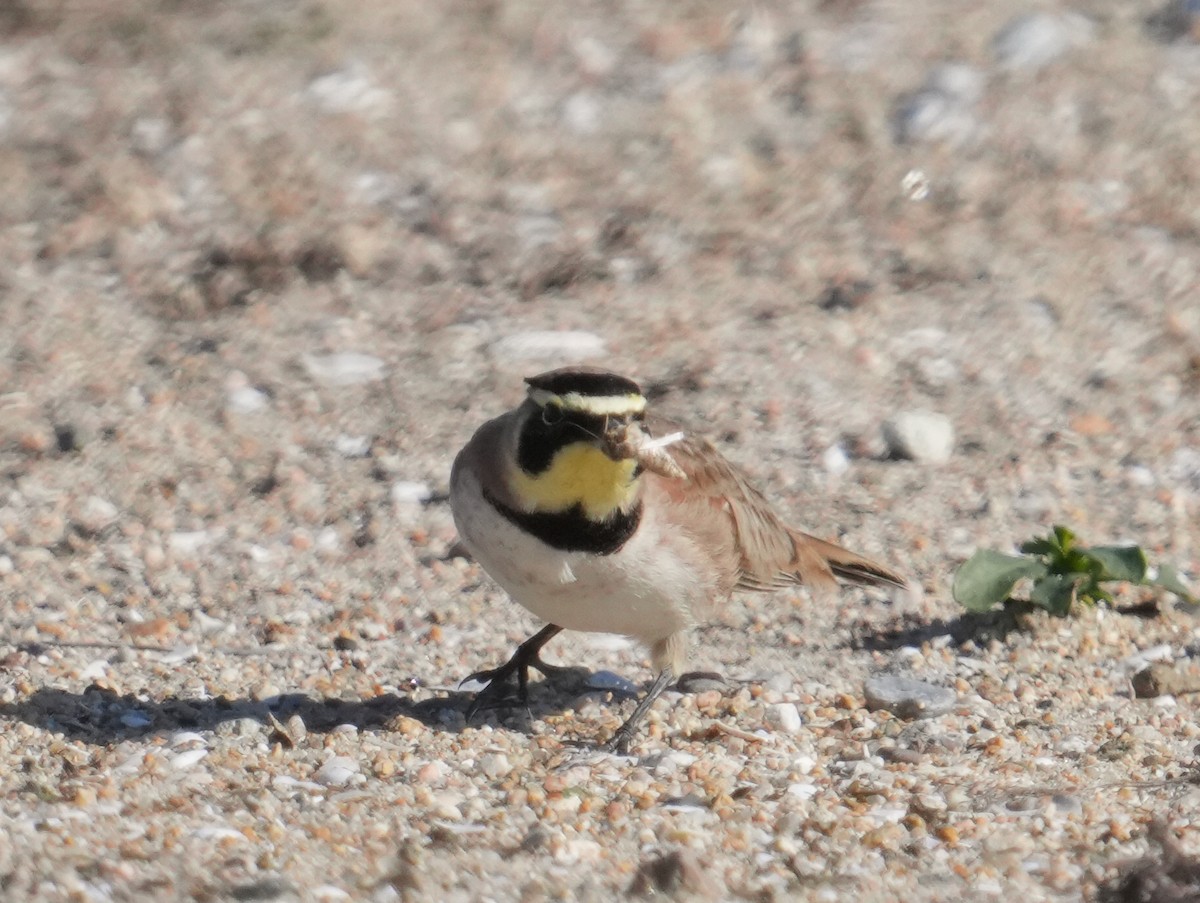 Horned Lark - ML646638808