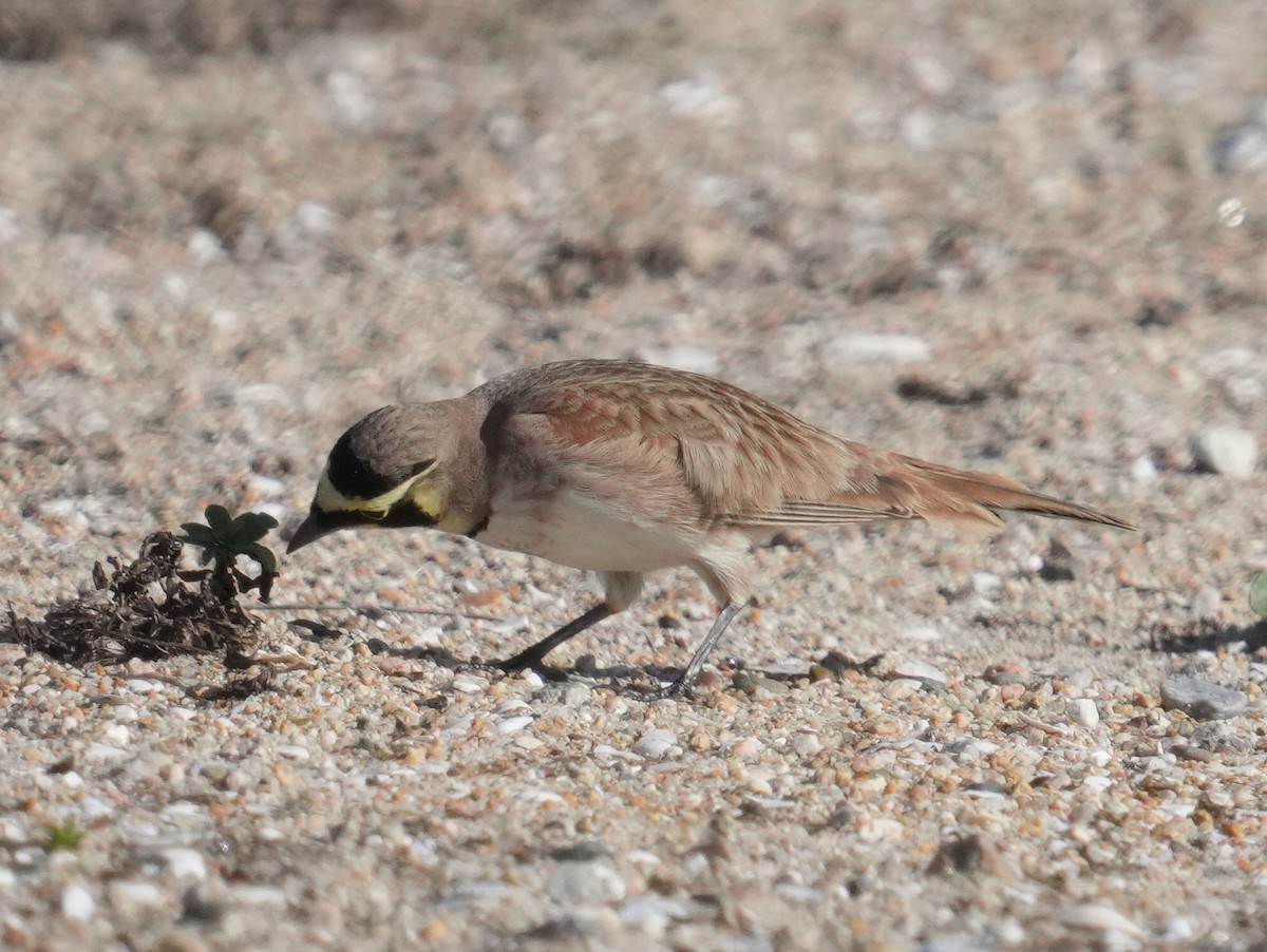 Horned Lark - ML646638809