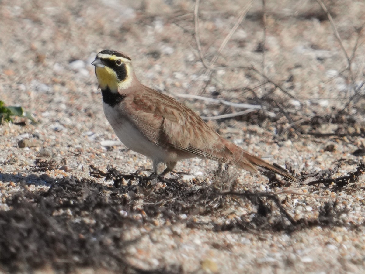 Horned Lark - ML646638810
