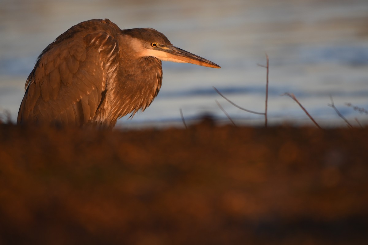 Grand Héron - ML646638813