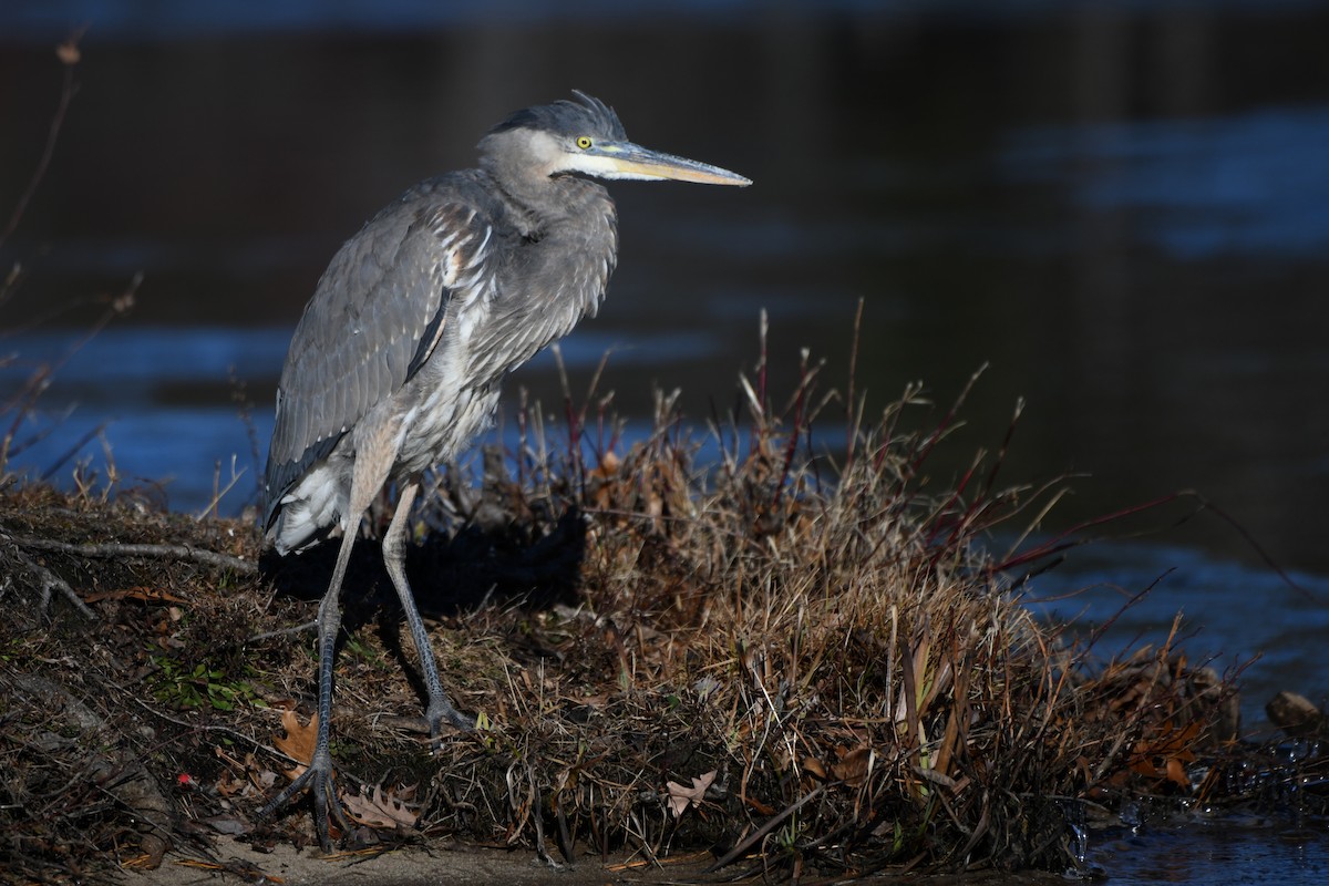 Grand Héron - ML646638814