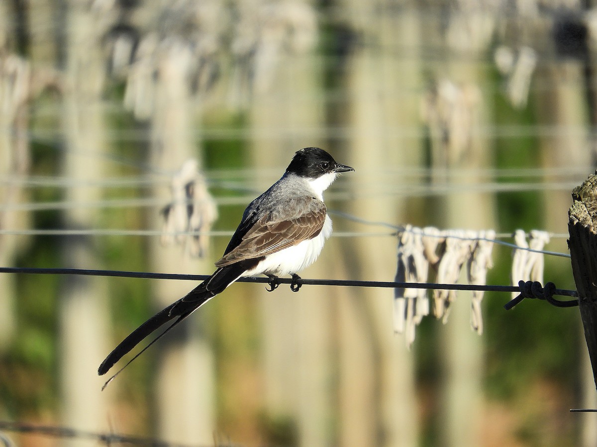 Gabelschwanz-Königstyrann - ML646638815